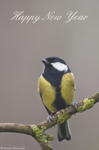 Great tit, Parus major, perched on branch with lichen, Norfolk, January