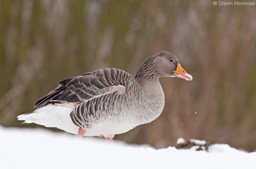 Greylag goose, Anser anser, feeding in snow, Norfolk, Winter