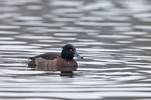 Tufted duck, Aythya fuligula, female, swimming, Norfolk, Winter
