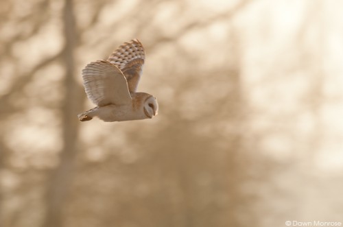 Barn owl, Tyto alba, in flight at dawn, Norfolk, February