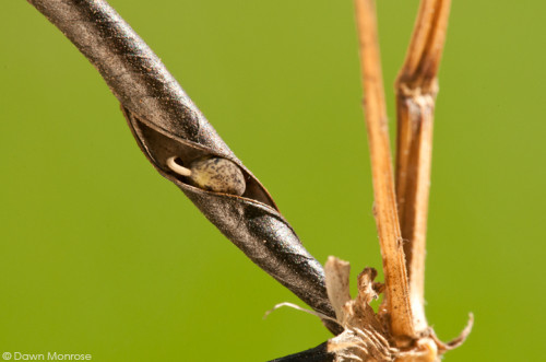 Common Vetch, Vicia sativa, seedpod, Norfolk, August, close up