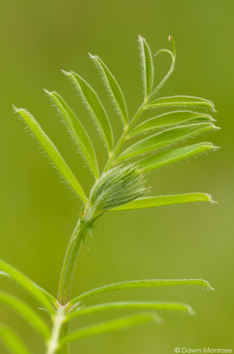 Common Vetch, Vicia sativa, emerging leaf, Norfolk, May, close up