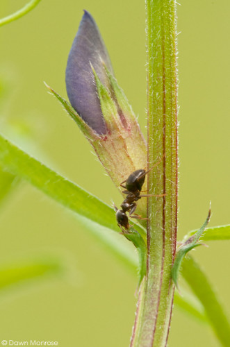 Ant on Common Vetch, Vicia sativa, close up of flower, Norfolk, May