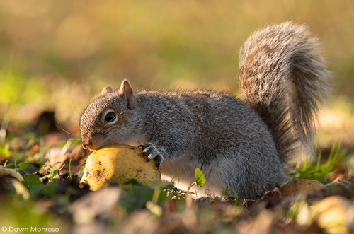Grey squirrel, Sciurus carolinensis, eating apple, Norfolk, Winter