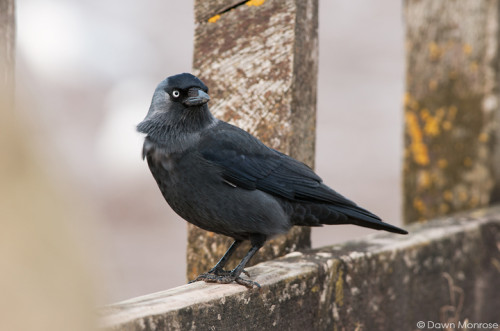 Jackdaw, Corvus monedula, perched on wooden fence, coast, Norfolk, UK