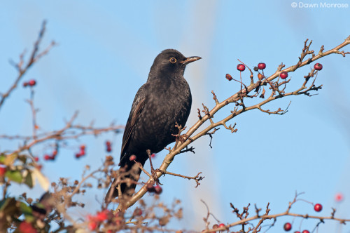 Blackbird, Turdus merula, male, on hawthorn berries, hedgerow, Norfolk, Winter