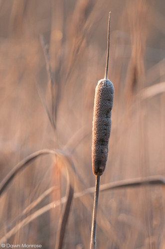Great reedmace, Typha latifoli, Bulrush, frost, Winter, Suffolk, December