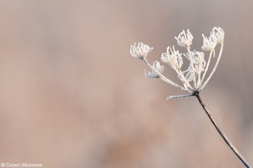 Frosted plant, Norfolk, Winter, January