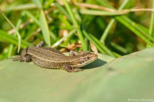 Common lizard, Zootoca vivipara, basking on corrogated iron sheet, fen, Norfolk, May
