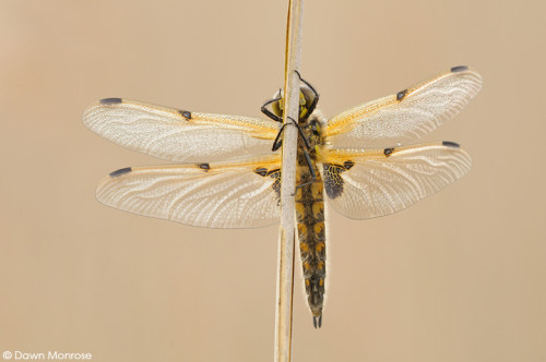 Four-spotted Chaser, Libellula quadrimaculata, on reed stem, covered in dew, Spring, Fen, Norfolk