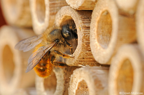 Red Mason bee, Osmia rufa, at entrance to nest hole, bee nest box, May, Norfolk