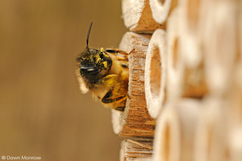 Red Mason bee, Osmia rufa, at entrance to nest hole, bee nest box, May, Norfolk