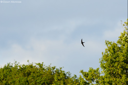 Swift, Apus apus, in flight near trees, Norfolk, May