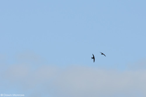 Swift, Apus apus, in flight, Norfolk, May