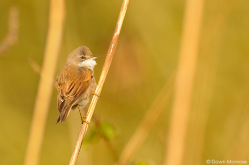 Whitethroat, Sylvia communis, perched on reed stem, Fen, Spring, May, Norfolk