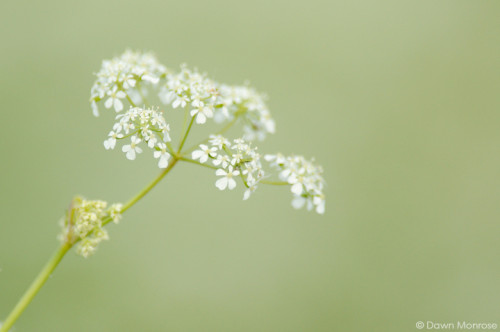 Cow Parsley, Anthriscus sylvestris, close up of flower head, Norfolk, May