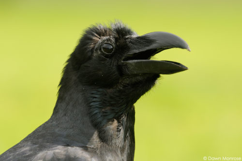 Large-billed Crow, Jungle Crow, Corvus macrorhynchos, close up, Tokyo Imperial Palace, Japan