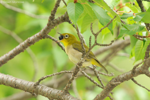 Japanese White-eye, Zosterops japonicus, perched in cherry tree, eating cherry, Kyoto Imperial Palace Park, Kyoto, Japan