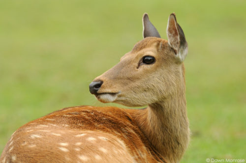 Sika deer, Cervus nippon, Japanese deer, Spotted deer, close up of young female, Nara Park, Japan