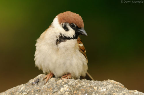 Tree Sparrow, Passer montanus, perched on a rock, Kyoto Imperial Palace Park, Kyoto, Japan