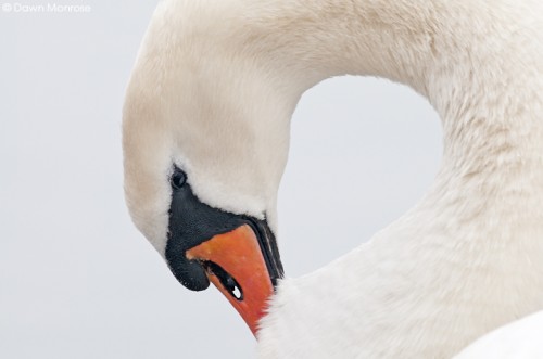Mute Swan, Cygnus olor, adult preening, close up, graceful, Norfolk, Winter