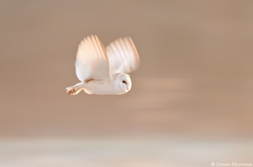 Barn owl, Tyto alba, in flight at dawn, Norfolk, February