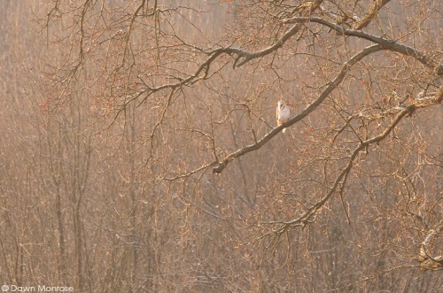 Barn owl, Tyto alba, perched in tree at dawn, Norfolk, February
