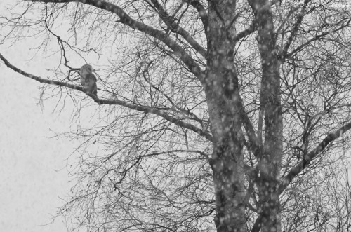 Barn owl, Tyto alba, perched in tree in falling snow, Norfolk, February