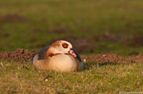 Egyptian Goose, Alopochen aegyptiacus, resting on river bank, Norfolk