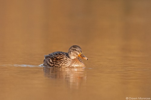 Mallard, Anas platyrhynchos, female, on water in golden sunlight, Norfolk,