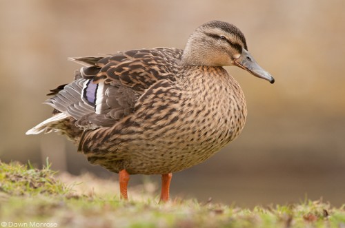 Mallard, Anas platyrhynchos, female, duck, standing on riverbank, Norfolk,
