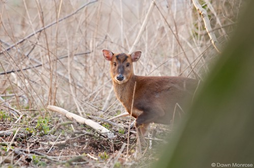 Muntjac deer, Muntiacus reevesi, in undergrowth, Norfolk