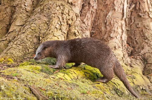 Otter, lutra lutra, female on riverbank at base of tree, Norfolk, March