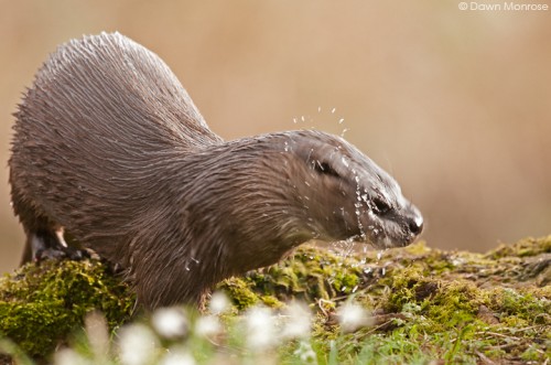 Otter, lutra lutra, female shaking head, water drops, Norfolk, March