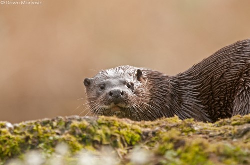 Otter, lutra lutra, female on riverbank, Norfolk, March