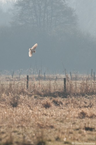 Barn owl, Tyto alba, in flight, hunting at first light, Norfolk, April