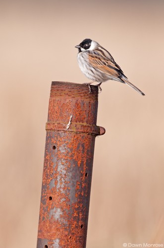 Reed bunting, Emberiza schoeniclus, male perched on metal pipe, Norfolk, April