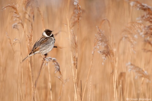 Reed bunting, Emberiza schoeniclus, male singing in reedbed, Norfolk, April