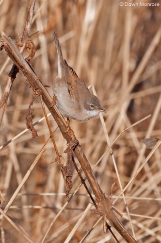 Whitethroat, Sylvia communis, perched on dry stem, Norfolk, April