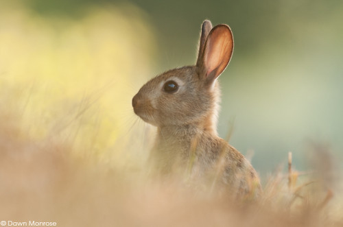 Rabbit, Oryctolagus cuniculus, young, summer, Norfolk, July
