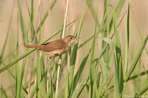 Reed warbler, Acrocephalus scirpaceus, perched on reed, summer, Norfolk, July.