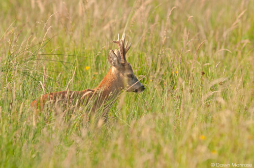 Roe deer, Capreolus capreolus, male, buck, in long grass, summer, Norfolk, July