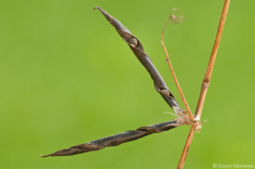 Common Vetch, Vicia sativa, seedpod, Norfolk, August
