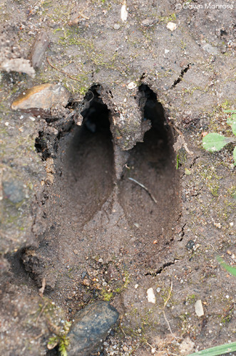 Muntjac deer, Muntiacus reevesi, foot print, slot, track,  in mud, Norfolk,