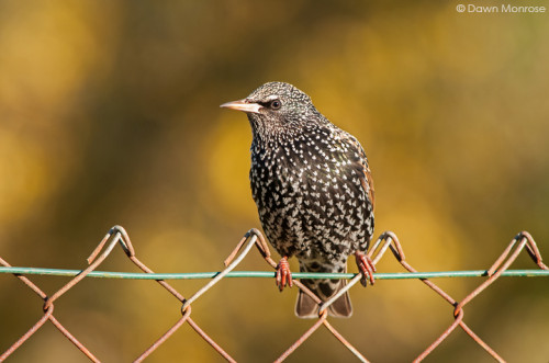Starling, Sturnus vulgaris, perched on wire fence, Norfolk, Winter plumage, UK