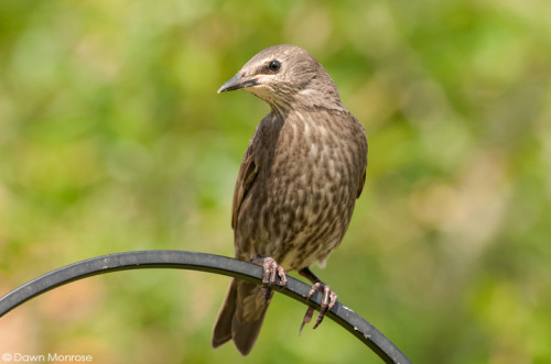 Starling, Sturnus vulgaris, juvenile perched on bird feeder, Norfolk, May