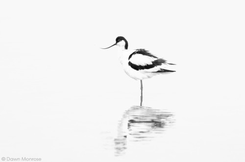 Avocet, Recurvirostra avosetta, ruffling feathers, Norfolk, May