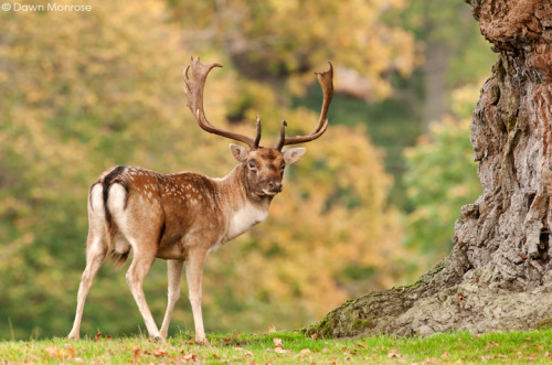 Fallow deer, Dama dama, Buck under oak tree, Autumn, October, Suffolk