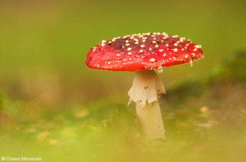 Fly agaric, Amanita muscaria, in woodland, October, Norfolk