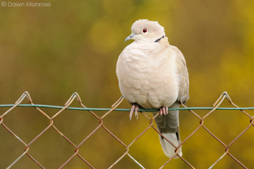 Collared dove, Streptopelia decaocto, perched on garden fence, Norfolk,